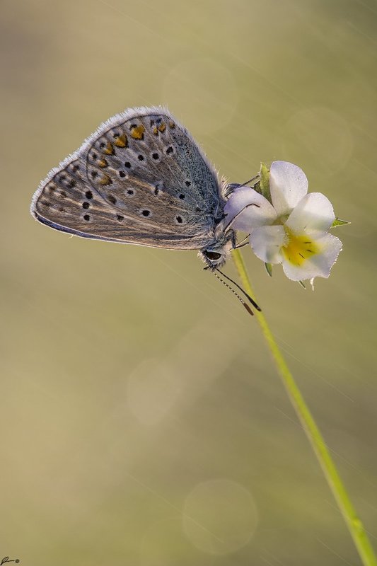 Bokeh, Butterfly, Flowers, Insect, Macro, Makro, Nature, Wildlife Polyommatus icarusphoto preview