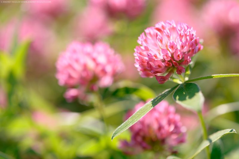 Clover, Colorful, Field, Flower, Flowers, Foliage, Green, Nature, Pink, Sunny, Yellow Clover Flowersphoto preview