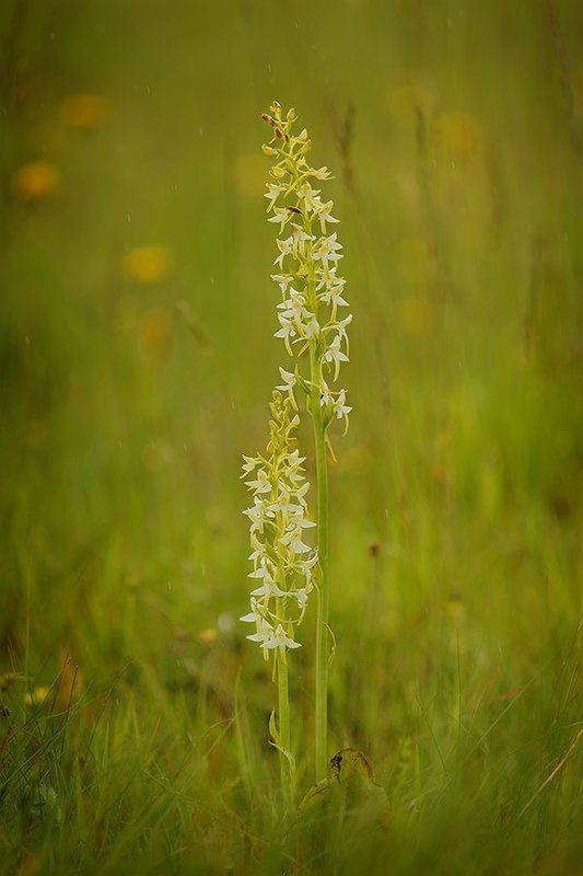 platanthera bifolia., любка двулистная Любка двулистнаяphoto preview