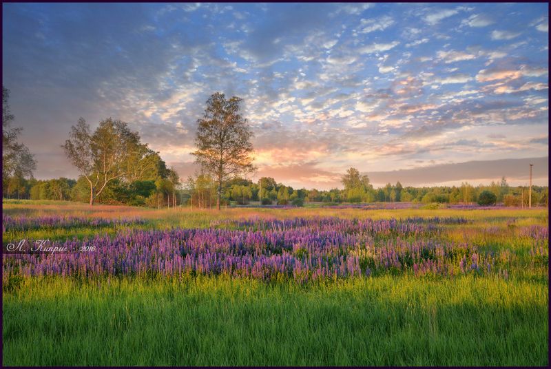 Июнь, Люпин, Пейзаж, Поле, Россия Люпины - русская лаванда фото превью