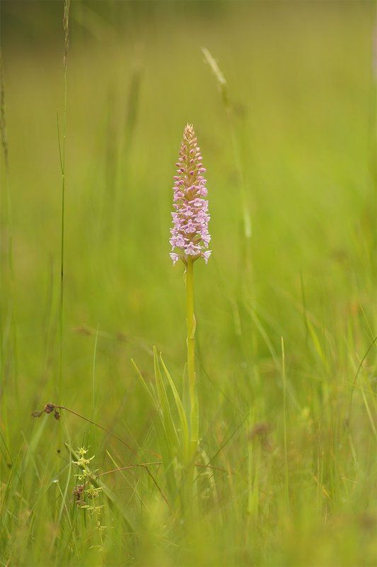 Кокушник комарниковыйphoto preview