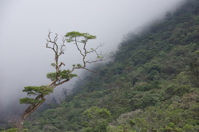 горы, пейзаж, путешествия, далат, вьетнам, никон, d810, природа, travel, vietnam, dalat, mountains, nature, nikon В горах Вьетнамаphoto preview