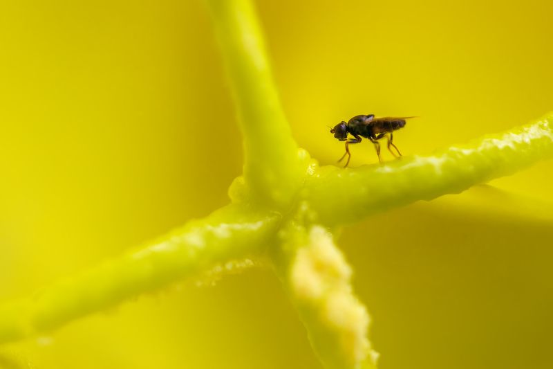 Дон Кихотphoto preview