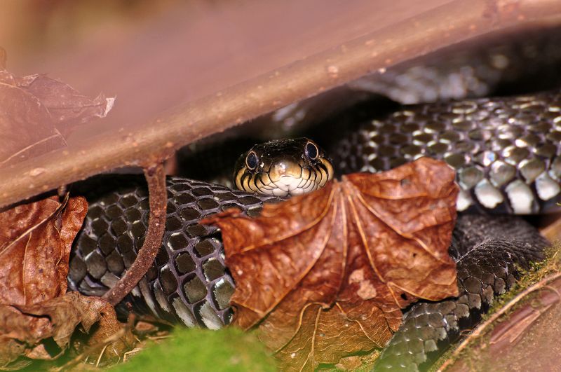 змея, животные, казань, природа, татарстан, россия, лето, июнь, уж Среди травы...photo preview