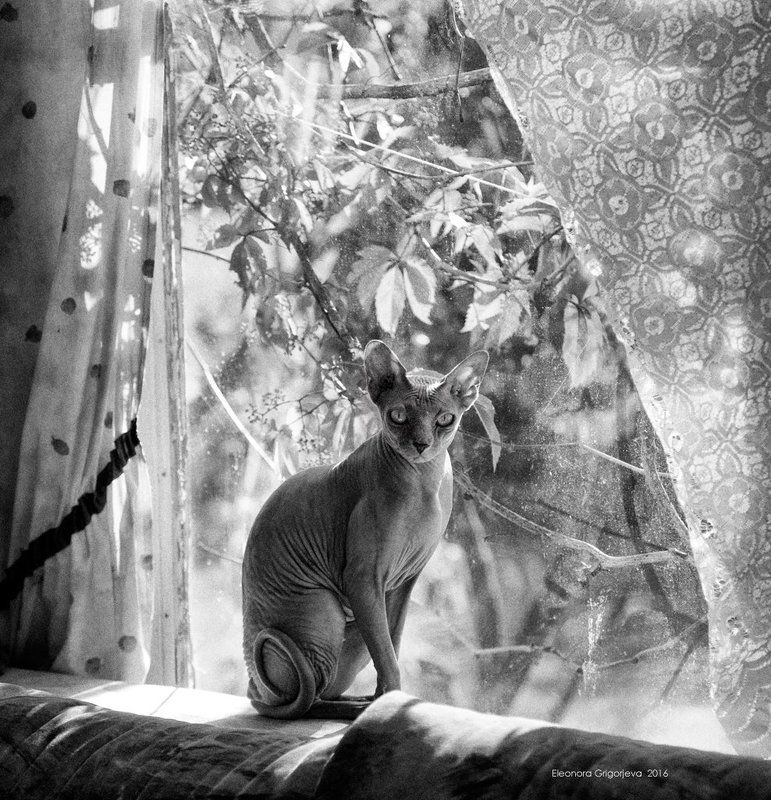 Домашние животные, Кошка, Лето, Стекло, Сфинкс, Сфинксокно Про хвостик бубликомphoto preview