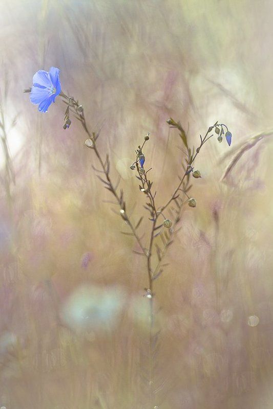 Floral evolutionphoto preview