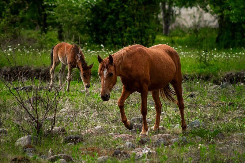 море абхазия горы небо пейзаж закат путешествия отдых животные Лошади Абхазииphoto preview