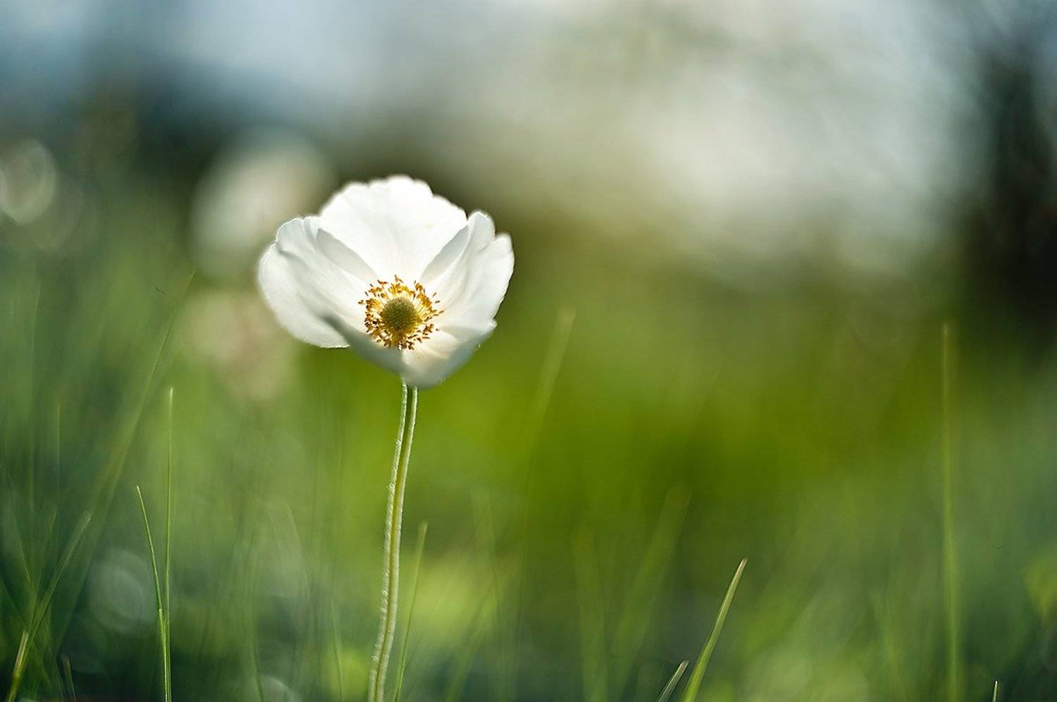 ***. Автор: Валерий Смирнов , Валерий Смирнов