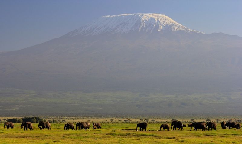 гора, слоны, природа, африка Килиманджаро.photo preview