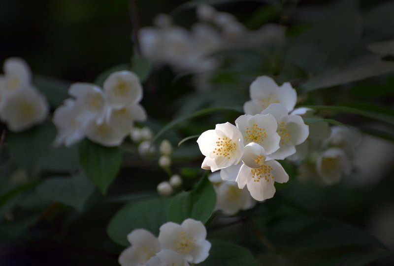 Жасминphoto preview