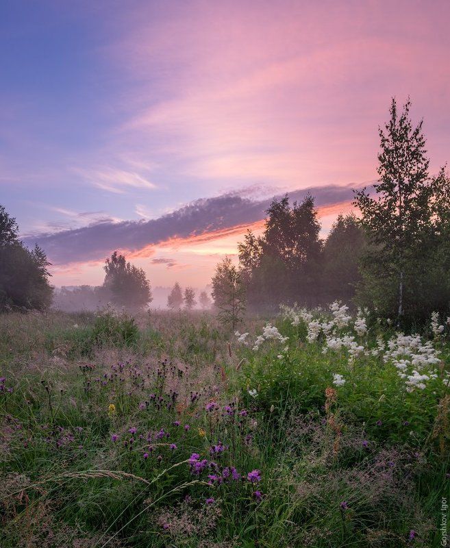 верторама, деревья, красивое небо, лето, луг, панорама, пейзаж, подмосковье, полевые цветы, природа, разнотравье, рассвет, туман, утро, цветы Летнее утроphoto preview