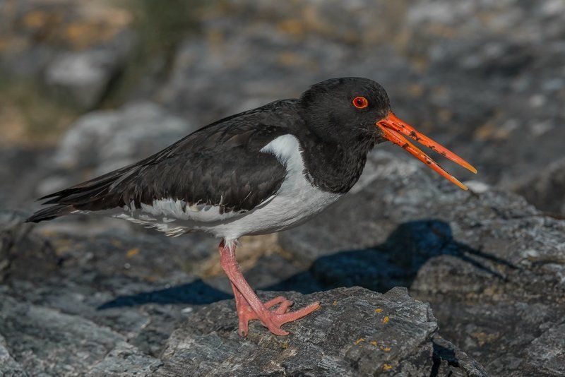 aves, birds, dominik chrzanowski wildlife photography, eurasian oystercatcher, ostrygojad, haematopus ostralegus Eurasian Oystercatcher фото превью