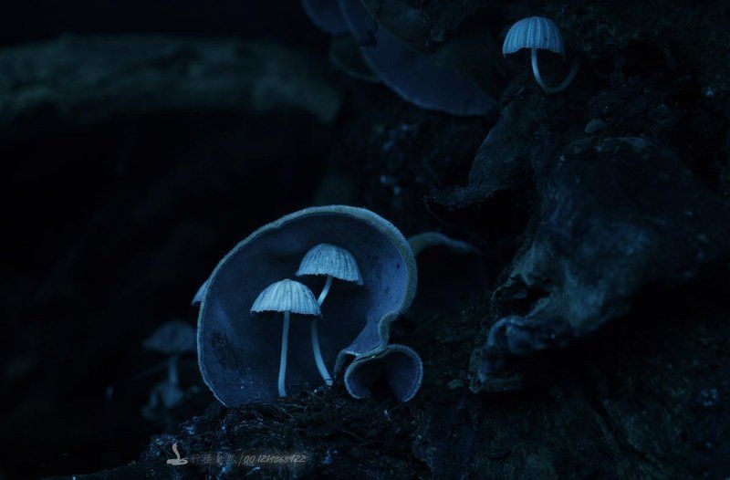 Mushroomphoto preview