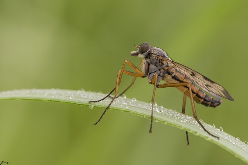 Insect, Macro, Makro, Nature, Wildlife Rhagio scolopaceusphoto preview