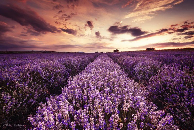 Bulgaria, lavender, landscape, sunset, закат, лаванда ***photo preview