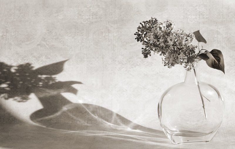 натюрморт, цветы, сирень Ветка сирениphoto preview