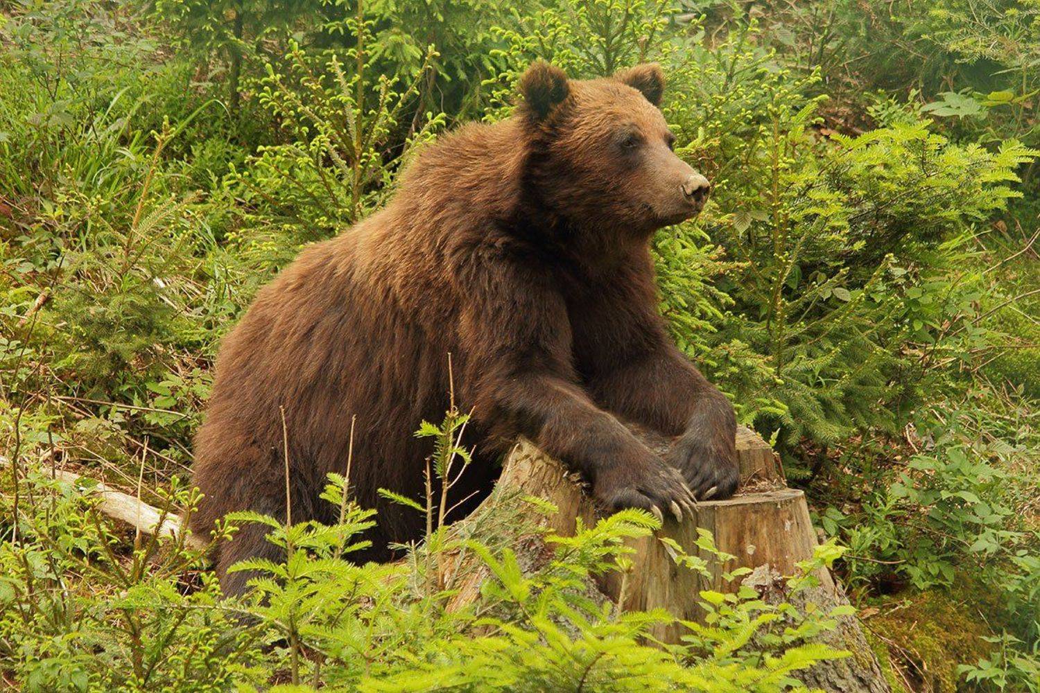 , Роман Рысь