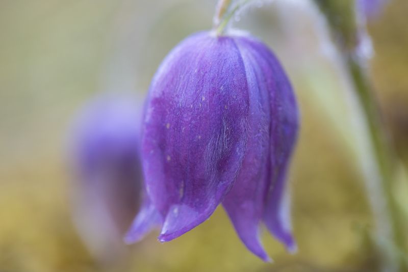 бутон, цветок, лепестки, природа, макро, прострел, весна, капли Сон-траваphoto preview