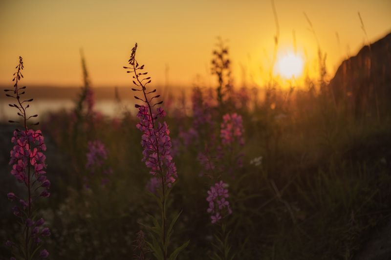 ИВАН-ЧАЙ ЗАЦВЁЛphoto preview