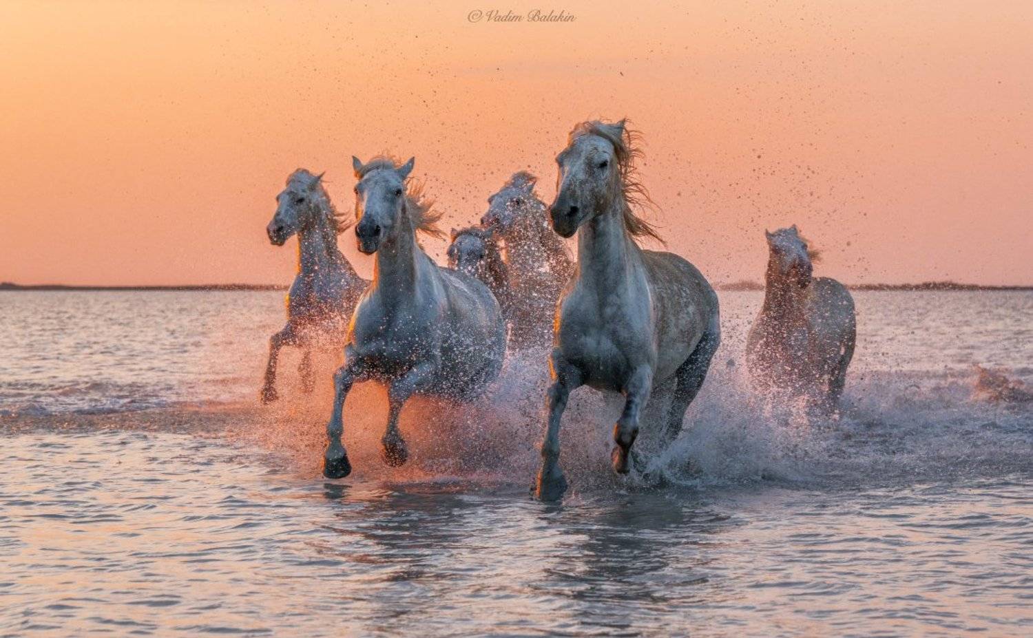 Дикая природа, Дикие животные, Закат, Закатный пейзаж, Лошади, Лошадь, Море, Пейзаж, Прованс, Франция, Вадим Балакин
