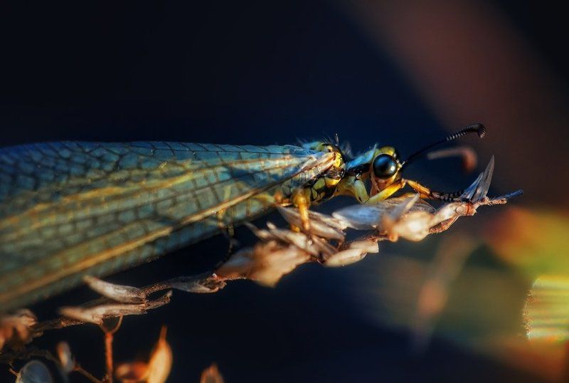 Мир маленьких существphoto preview