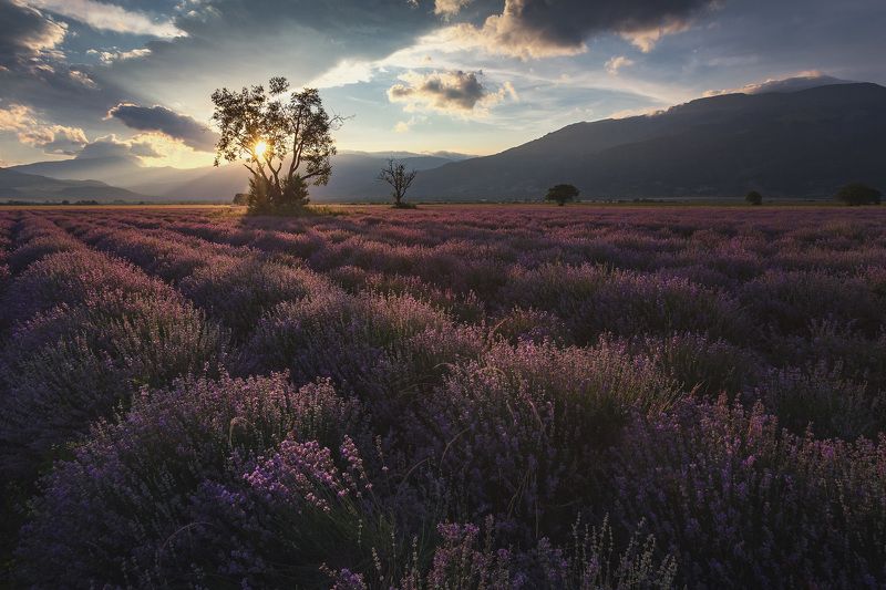 Болгария, Закат, Лаванда, Пейзаж ***photo preview