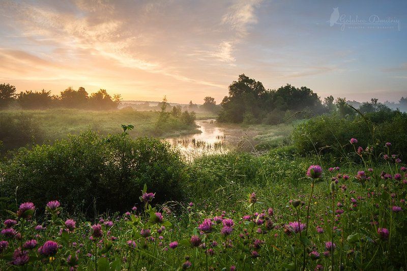 landscape, clover, morning, sky, meadow, trees, river, fog, sunrise, green, summer,пейзаж, утро, восход, река, клевер, туман, небо Восход с клевером фото превью