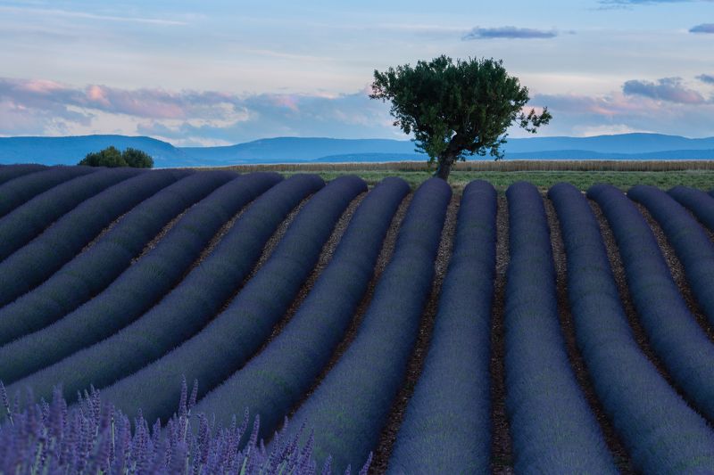 пейзаж, путешествия, лаванда, прованс, франция, лавандовые поля Лавандовое поле фото превью