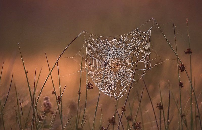 Ожерельяphoto preview