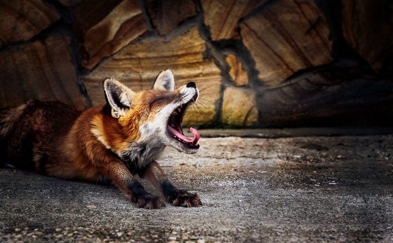 Animals, Fox, Life, Nature, Дикие животные, Животные, Жизнь, Лиса, Природа Зевакаphoto preview