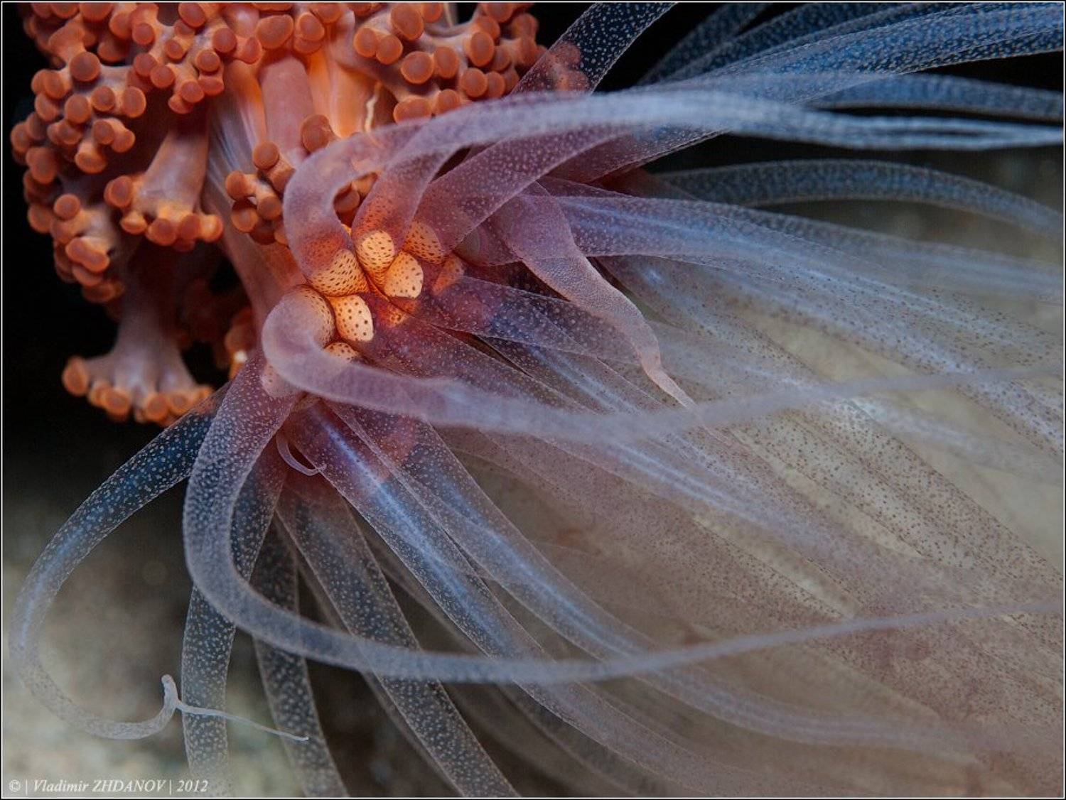 Ветер северный умеренный до сильного.... Автор: Владимир Жданов , Владимир Жданов