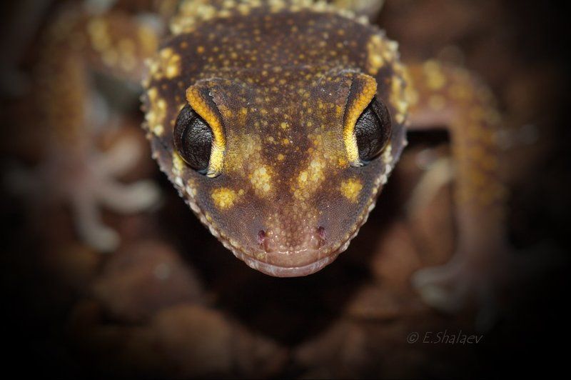 Gecko, Lizards, Reptilia, Thick-tailed gecko, Underwoodisaurus mili, Австралийский толстохвостый гекк, Геккон, Рептилии, Ящерица Австралийский толстохвостый геккон - Underwoodisaurus miliphoto preview