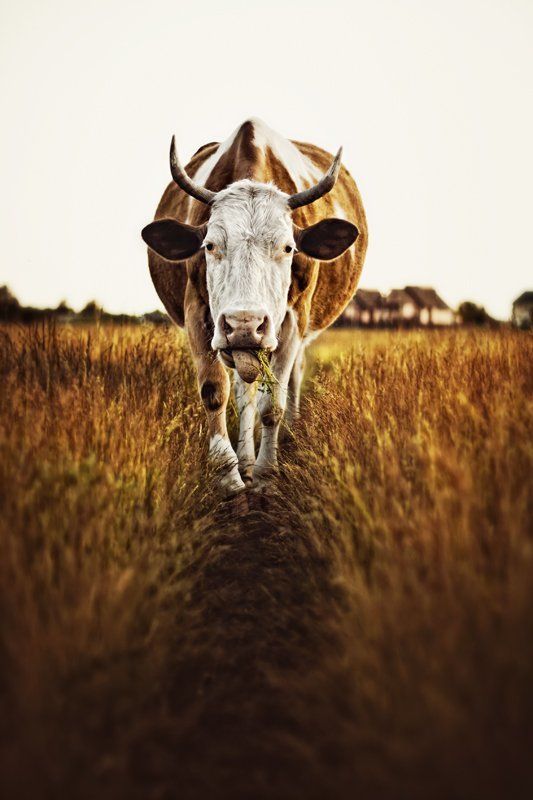 корова, скот, поле, животные,  В поле фото превью