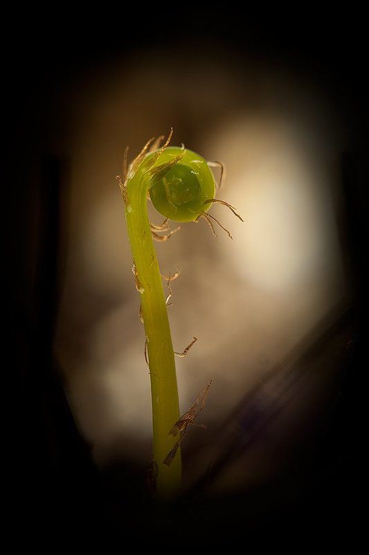 макро, папоротник, адиантум Рождение гигантаphoto preview