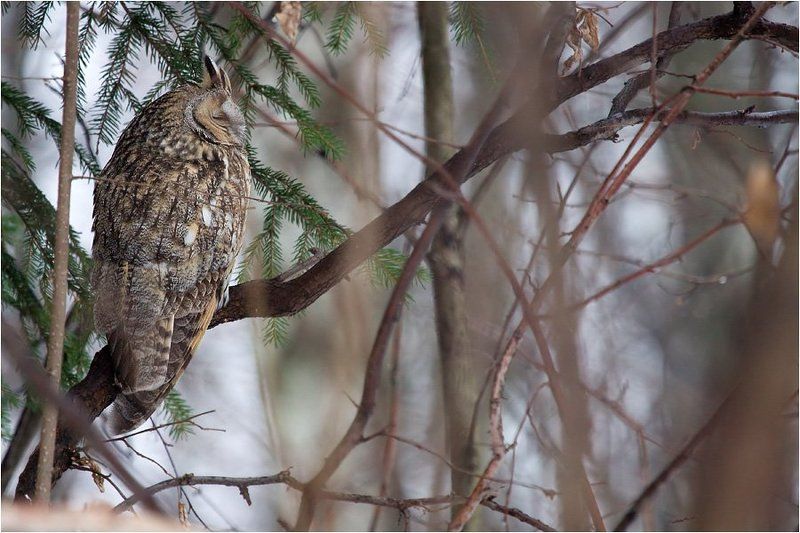asio otus, ботанический сад, сова, ушастая сова Сова в дебрях Ботанического сада фото превью