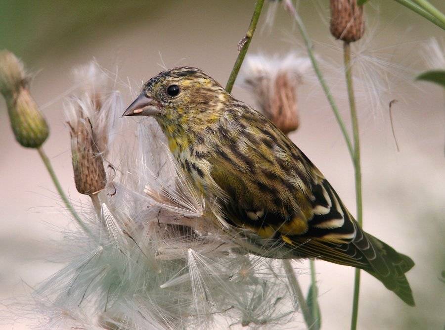 чижик. Автор: Сергей Дорохин , Сергей Дорохин