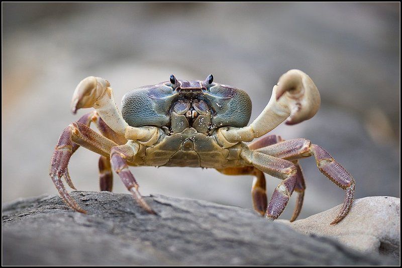 таиланд,макро,краб Стоп! Не подходи...photo preview