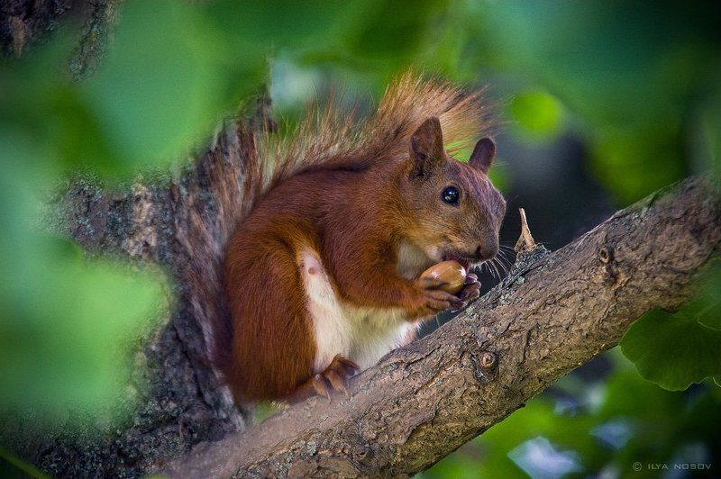 Белка с конфеткойphoto preview