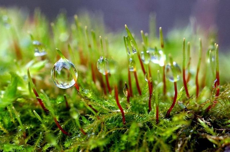 мох,  фото превью