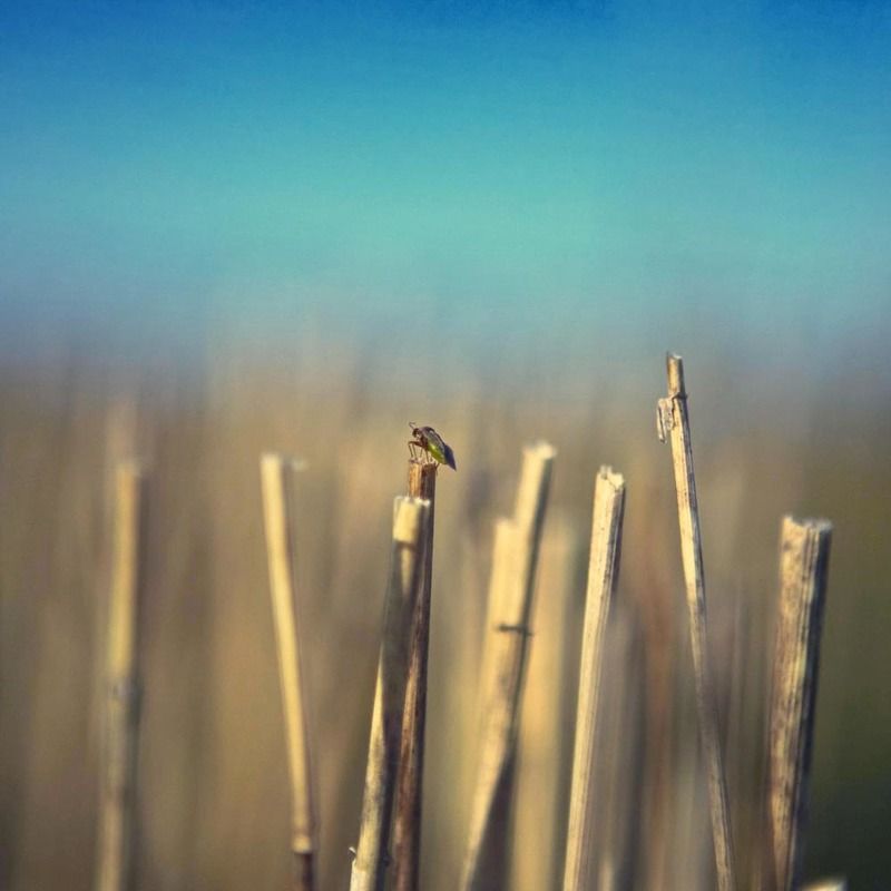 Полевой дозорphoto preview