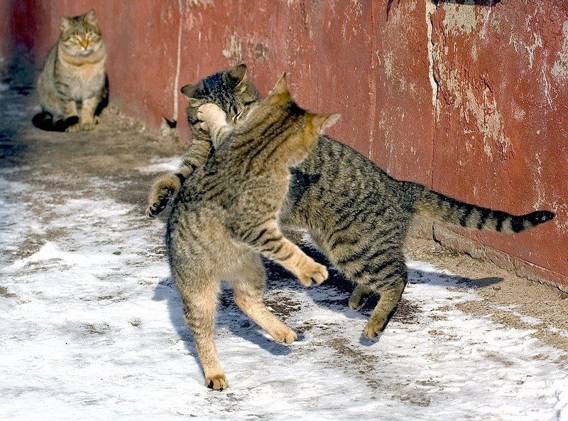 хук слеваphoto preview