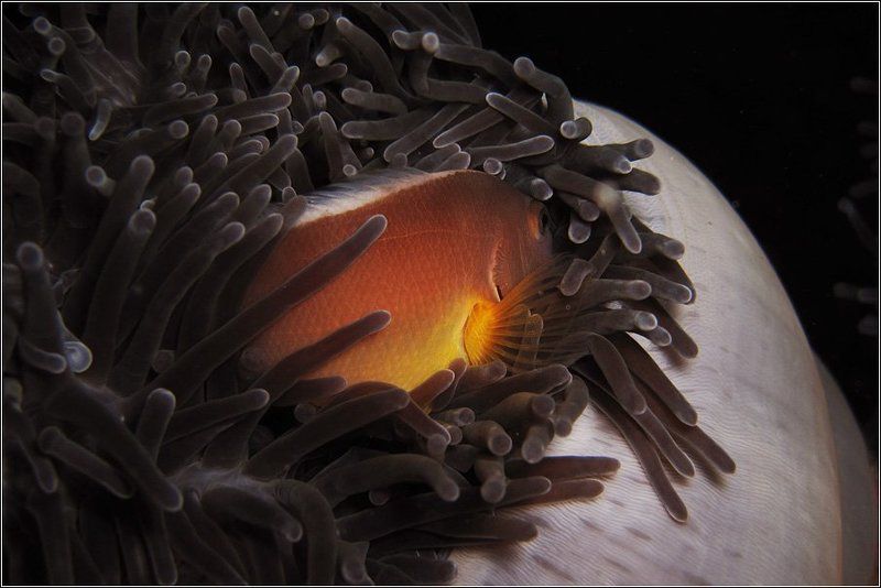 Пойду посплю...photo preview