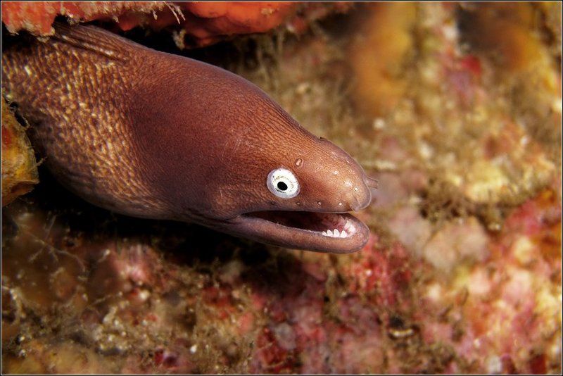 Сам, ты, червячок...photo preview