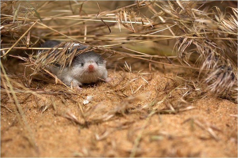пегий путорак, diplomesodon pulchellum, зоопарк Пушистый носик фото превью
