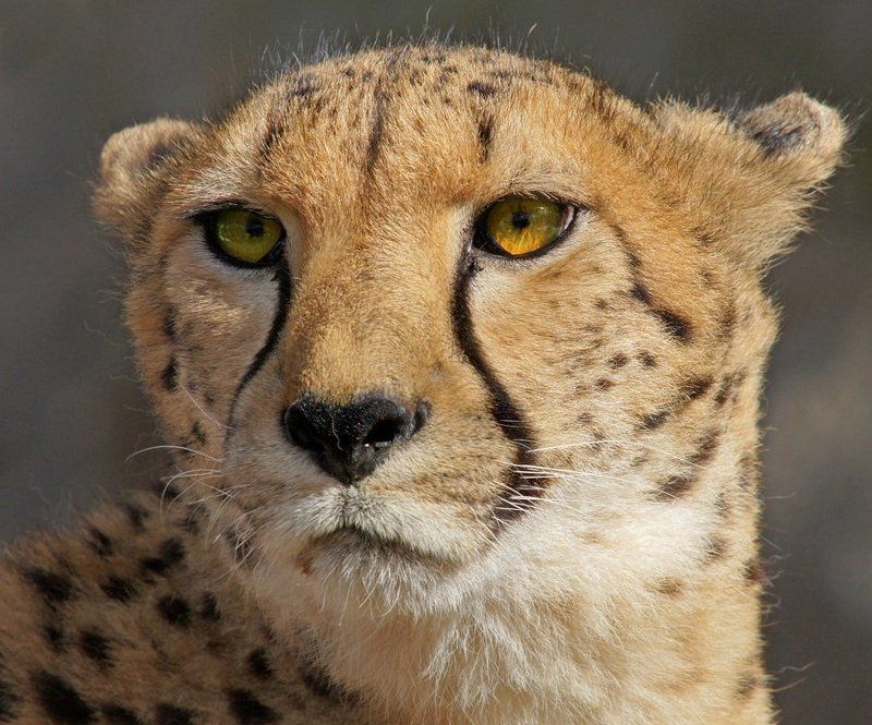 Портрет серьезного гепардаphoto preview