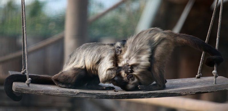 * греко - римская борьба произошла от обезьян *photo preview