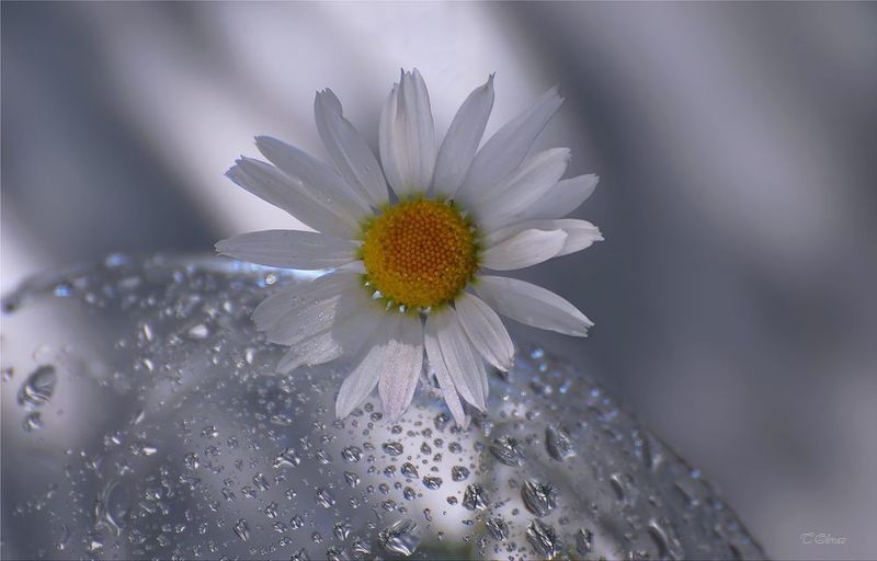 ромашка, цветок ***photo preview