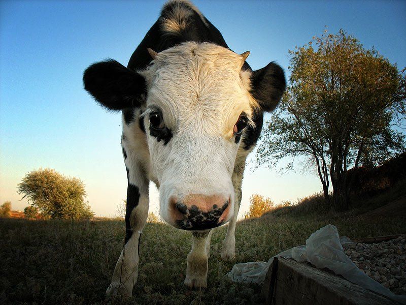 теленок, лето, корова. рогатая почти домашнее животноеphoto preview