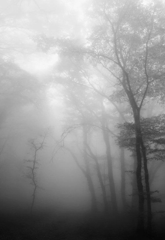 Крымский лесphoto preview