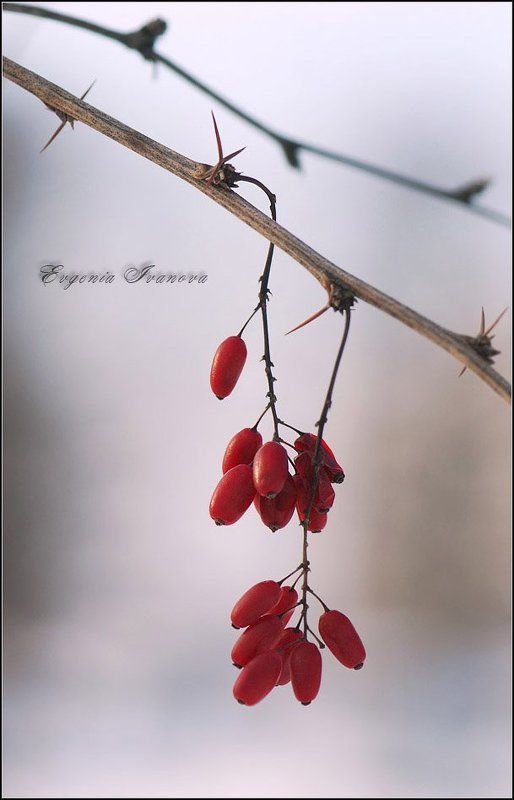 Колючая красота фото превью